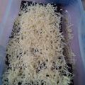 Cooksnap dari Neti Sunu W untuk resep Bolu kukus ketan hitam tabur keju