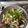 Cooksnap dari dee untuk resep Tofu Cah Jamur