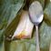 Cooksnap dari sinta veronicha untuk resep Nagasari pisang