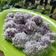 Cooksnap dari Herlina Raditya untuk resep Klepon Telo (Ubi) Ungu