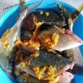 Cooksnap dari farida Sulthan 🇮🇩 (IG. Malika02782) untuk resep Nila bumbu kuning siap goreng
