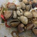 Cooksnap dari rischa ayu untuk resep 611.Kerang Dara Saus Tiram