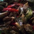 Cooksnap dari Nia_b untuk resep Tumis Jantung Ayam Pedas Manis