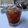 Cooksnap dari Manda Evie untuk resep Tamarind Ice Tea