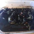 Cooksnap dari yussi untuk resep Cumi Masak Kuah Tinta Hitam (Blakutak)