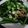 Lucia 的 (蝦皮)清炒芥藍菜 cooksnap
