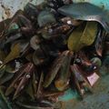 Cooksnap dari Fenny Yuhanty untuk resep Kerang Hijau Pedas Manis