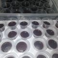 Cooksnap dari Dian91926 untuk resep 81. Brownies Kukus Cup Ekonomis