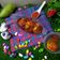 Sneha Patel's cooksnap of when they made ડાબડા કેરી નુ અથાણું (Dabla Keri Athanu Recipe In Gujarati).
