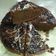 Cooksnap dari Yuni Mahe untuk resep Brownies Teflon