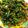 Cooksnap dari nisakputri untuk resep Kangkung tumis tomat + tips kangkung tampil segar