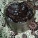 Cooksnap dari Vita Azizah untuk resep Selai Coklat Homemade Enak
