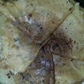 Cooksnap dari Ayu Kusuma untuk resep Crepes Crispy