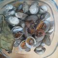 Cooksnap dari Didi Suryakto untuk resep Kerang Dara Rebus