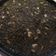 El cooksnap de Manli cuando hizo Arroz negro con alioli.
