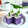 Cooksnap dari Annie Aprilia (annie'kitchen) untuk resep Kue Lapis Coklat Tapioka