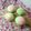 Cooksnap dari Selvia oktaviani untuk resep Thousand Layer Mooncake (versi 3)