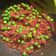 Cooksnap dari Ummi Humairah untuk resep Sambal leunca