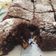 El cooksnap de Vio D cuando hizo Brownies rápidos y fáciles.