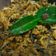 Cooksnap dari Rimaari untuk resep Ikan tongkol suir pedas