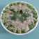 Vidhi's cooksnap of when they made મેથી મટર મલાઈ (Methi Mutter Malai Recipe In Gujarati).