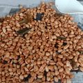 Cooksnap dari Mbak Opik untuk resep Kacang goreng Bawang renyah dan garing