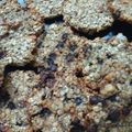 El cooksnap de Carolina Santana cuando hizo Galletas de banana y avena.