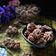 Cooksnap dari Erni Puspaningrum untuk resep Semprit Coklat Santan (1 resep bs untuk semua rasa ( vanila,pandan dll) cookies