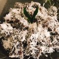 Cooksnap dari Ana untuk resep Ongol ongol gula merah