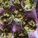 Cooksnap dari isma untuk resep Bolu Mekar Pandan Eggless