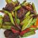 Cooksnap srsdn journal semasa beliau membuat Kacang Buncis Tumis Hati.