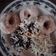Cooksnap dari Refky Masyita untuk resep Donat Empux ala Dunkin Donuts