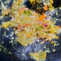 Cooksnap dari Vina Wulandari untuk resep Sambal Cikur (Kencur)