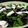 El cooksnap de Becky cuando hizo Ensalada verde con cerezas frescas.