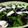 El cooksnap de Becky cuando hizo Ensalada verde con cerezas frescas.