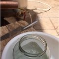 Bart Morrison's cooksnap of when they made Monkey 74's Mango Pineapple Moonshine.
