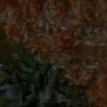 El cooksnap de Veronica Fabian cuando hizo Arroz rojo.