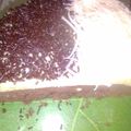 Cooksnap dari Dewir Robiah untuk resep Cake kukus coklat lapis keju