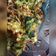 Cooksnap dari Nutami untuk resep Bakwan Daun Katuk
