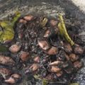 Cooksnap dari Eva Puspitasari untuk resep Cumi hitam gurih