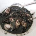 Cooksnap dari Tya Setia untuk resep Ungkep Cumi Basah Hitam