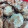 El cooksnap de carolinajrz cuando hizo Galletas de avena.