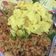 Cooksnap dari Puteri Alpita Agustina untuk resep Nasi goreng jingga brokoli (cocok untuk anak diatas 1 tahun)