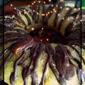 El cooksnap de Sandra Lorena Pachado cuando hizo Rosca de Reyes con Agua de Azahar.