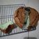 Cooksnap dari Erfina untuk resep Keto Chiffon Cake / Bolu Sifon Putih Telur #Allaire Cake Flour