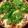 El cooksnap de Mavabaray cuando hizo Pizza de masa integral con tomate y albahaca 🍕🌱🍅.