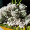 Cooksnap dari bayu fajri untuk resep Jajanan pasar klepon