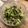 Sam Meadley's cooksnap of when they made Lettuce Salad with Basil Sumiso Dressing.