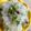 Somya Gupta's cooksnap of when they made Ratalu sabudana khichdi.