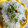 Somya Gupta's cooksnap of when they made Ratalu sabudana khichdi.